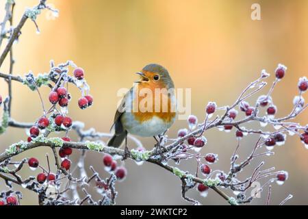 Europäischer robin Erithacus rubecula, singend, auf frostbedecktem Weißdornzweig mit Beeren bei Sonnenaufgang, November. Stockfoto