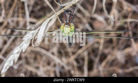 Emperor Dragonfly Anax Imperator, Makrobild, Übersichtsansicht eines Insekts, das eine Mahlzeit beendet, mit noch gestreckter Unterlippe und dargestellter Unterkiefer, Heidegebiet, Stockfoto