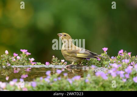 Europäischer Grünfink Carduelis chloris, männlicher trinkt aus Vogelbad im Garten umgeben von blühenden Pflanzen, Juli. Stockfoto