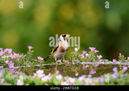 Europäischer Goldfink Carduelis carduelis, männlich im Vogelbad im Garten mit blühenden Pflanzen, Juli. Stockfoto