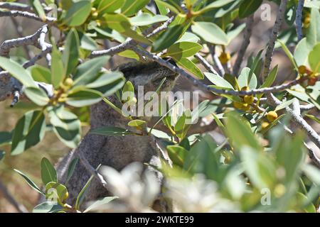 Schwarz-flankierter (auch Schwarzfuß genannt) Rock Wallaby, der in einem Busch auf der Suche ist Stockfoto