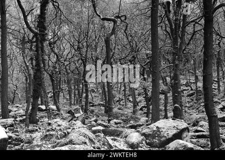 Winteransicht der alten Wälder in Padley Gorge in der Nähe von Grindleford Village, Peak District National Park, Derbyshire, England, Großbritannien Stockfoto