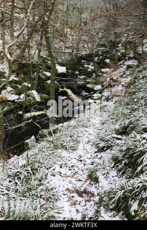 Winteransicht der alten Wälder in Padley Gorge in der Nähe von Grindleford Village, Peak District National Park, Derbyshire, England, Großbritannien Stockfoto