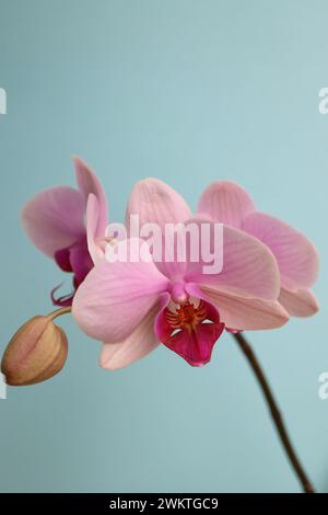 Rosa Orchidee mit zarten Blütenblättern auf blauem Hintergrund, rosa Orchidee mit Knospenmakro, Blumenkopf, Schönheit in der Natur, exotische Blume vertikal, Blumenfoto, Stockfoto