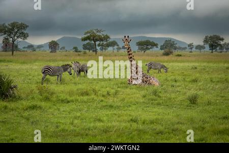 Eine Masai-Giraffe und eine Gruppe von Flachzebras im Mikumi-Nationalpark im Süden Tansanias. Die Masai-Giraffe ist als gefährdet gelistet. Stockfoto