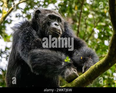 Schimpanse in der Kyambura-Schlucht, im östlichen Teil des Queen Elizabeth National Park in Uganda. Stockfoto