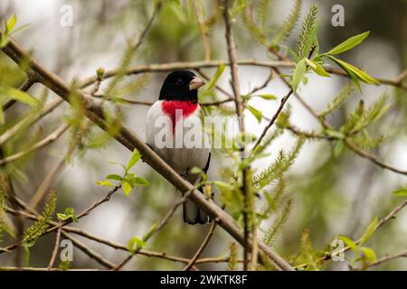 Nahaufnahme eines Rosenbrust-Grosbeaks, der während des Frühlingszuges in einem Laubstrauch thront, Ontario, Kanada. Stockfoto