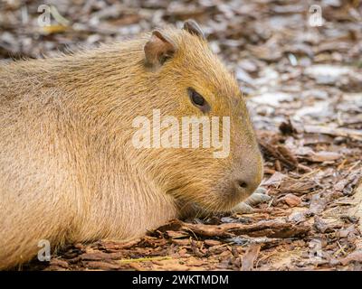 Porträt einer capivara, die auf dem Boden in einem Zoo liegt, bewölkter Tag im Winter Stockfoto