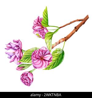Rosa Japanischer Sakura-Blütenzweig. Botanische Illustrationsblumen im Frühling. Handgezeichnete Blütenknospen, Blütenblätter und Blätter von Kirschblüten Stockfoto