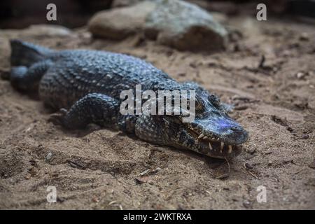 Yacare Caiman (Caiman yacare, Caiman crocodilus yacara) Stockfoto