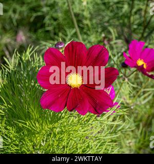 COSMOS bipinnatus „Dazzler“ wächst in einem britischen Garten. Stockfoto