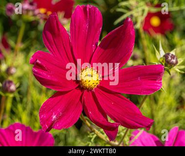 COSMOS bipinnatus „Dazzler“ wächst in einem britischen Garten. Stockfoto