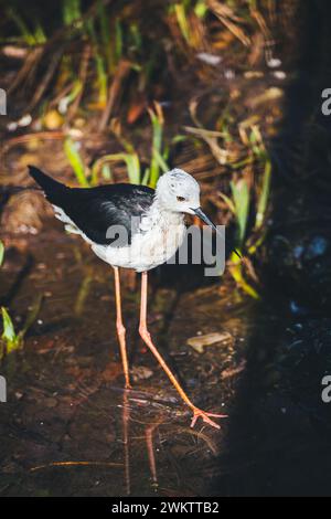 Stelzenläufer (Himantopus Himantopus) Stockfoto