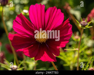 COSMOS bipinnatus „Dazzler“ wächst in einem britischen Garten. Stockfoto