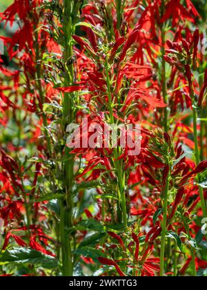 Rote Kardinalblüten wachsen in einem britischen Garten. Stockfoto