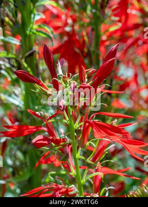 Rote Kardinalblüten wachsen in einem britischen Garten. Stockfoto