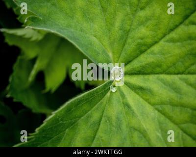 Nahaufnahme von diamantartigen Wassertropfen auf dem fächerförmigen Blatt einer Alchemilla Mollis, die in einem Garten wächst Stockfoto