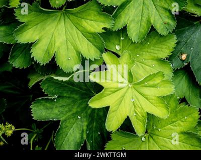 Diamantartige Wassertröpfchen auf den fächerförmigen Blättern von Alchemilla Mollis. Stockfoto