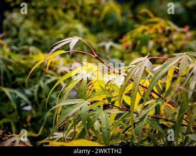 Nahaufnahme der grünen Blätter des japanischen Ahornholzes Koto No Ito, die im Herbst gelb werden Stockfoto