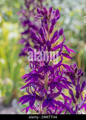 Nahaufnahme purpurer Kardinalblüten in Blüte Stockfoto