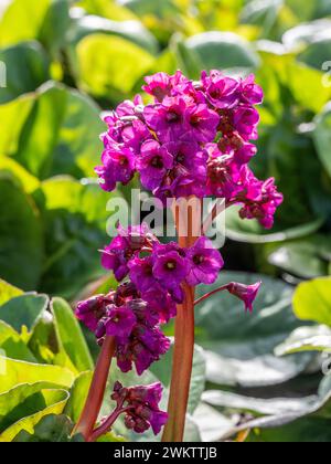 Magenta-Blüten von Bergenia cordifolia purpurea, die in einem britischen Garten wachsen. Stockfoto