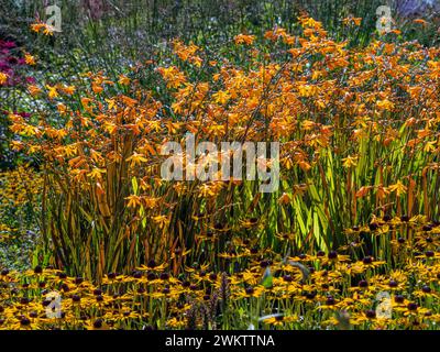 Crocosmia Sunglow untergepflanzt mit Rudbeckia fulgida. Stockfoto