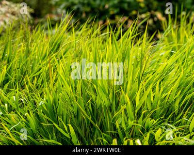 Üppiges grünes Gras, das von der Sonne beleuchtet wird. Stockfoto
