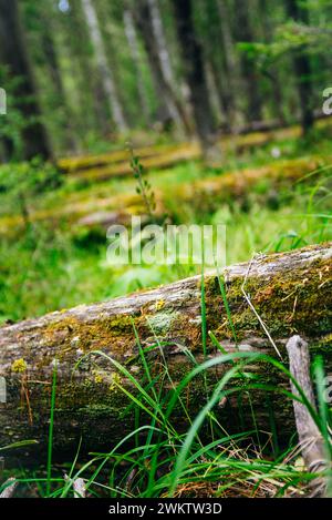 Junge Sprossen im Wald, Taiga. Verfaulter Baum. Hochwertige Fotos Stockfoto