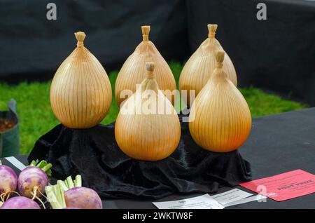 Preisgekrönte Zwiebeln, gewaschen und mit Raffia gebunden, auf schwarzem Samt ausgestellt. Stockfoto