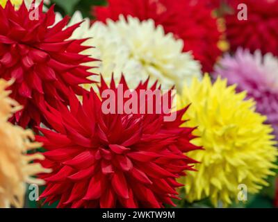 Semi Cactus Dahlien auf der Harrogate Flower Show. North Yorkshire, Großbritannien Stockfoto