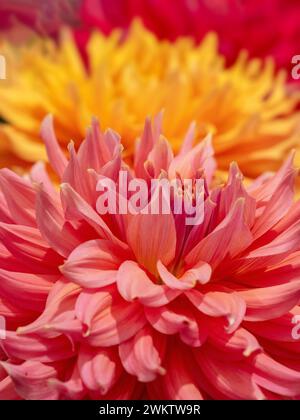 Close-up-Abstract von Dahlien auf der Harrogate Flower Show. North Yorkshire. UK Stockfoto