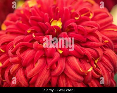 Nahaufnahme eines großen Chrysanthemen-Matlock bei der Harrogate Flower Show Stockfoto