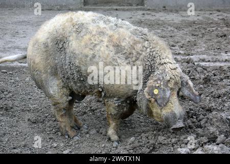 Mangalika, Hausschwein, Schwein, Schwein, Mangalica-Schwein, Porc laineux, Sus scrofa domestica, házi sertés Stockfoto