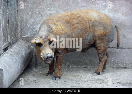 Mangalika, Hausschwein, Schwein, Schwein, Mangalica-Schwein, Porc laineux, Sus scrofa domestica, házi sertés Stockfoto