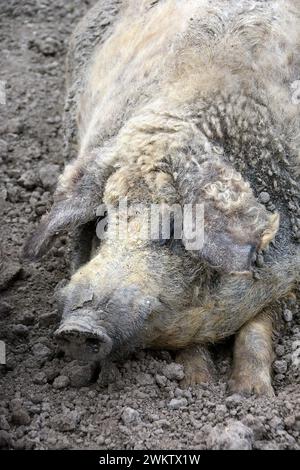 Mangalika, Hausschwein, Schwein, Schwein, Mangalica-Schwein, Porc laineux, Sus scrofa domestica, házi sertés Stockfoto