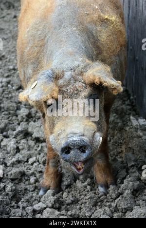 Mangalika, Hausschwein, Schwein, Schwein, Mangalica-Schwein, Porc laineux, Sus scrofa domestica, házi sertés Stockfoto