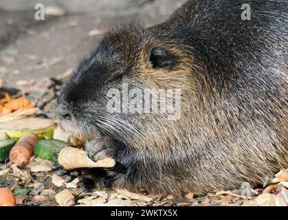 Nutria oder Coypu, Biberratte, Ragondin, Myocastor coypus, hódpatkány, Zoo Stockfoto