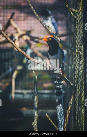 Blaue Elster (Urocissa erythroryncha) Stockfoto