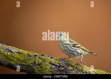 Vogel Weibchen Siskin Carduelis spinus, kleiner gelber Vogel, Winterzeit in Polen Europa Stockfoto