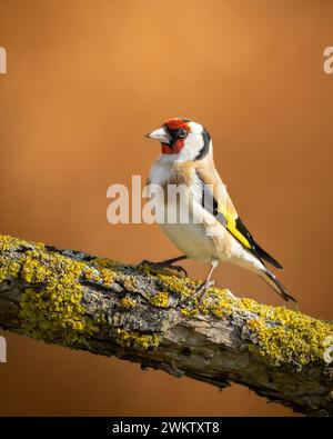 Vogel Goldfinch Carduelis carduelis, kleiner erstaunlicher Vogel, Frühlingszeit in Polen Europa Stockfoto