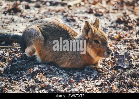 Patagonisches Mara, Dillaby (Dolichotis patagonum) Stockfoto