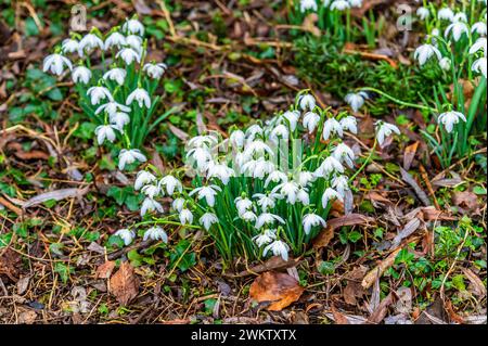 Ein Blick auf Schneeglöckchen im Dorf Lamport, Northamptonshire, Großbritannien an einem Wintertag Stockfoto