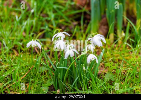 Ein Blick auf eine Schneeglöckchen im Dorf Lamport, Northamptonshire, Großbritannien an einem Wintertag Stockfoto