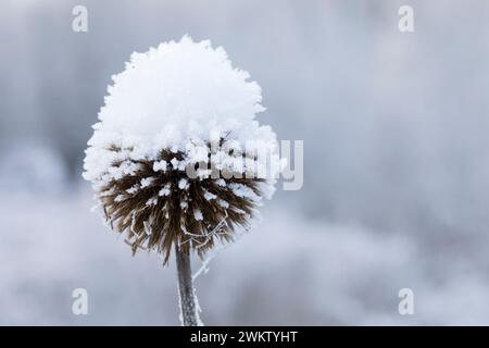 Kugeldistel, Fruchtstand im Winter bei Eis und Schnee, Echinops spec., Globethistel, Globethistel, Eis, Schnee Stockfoto