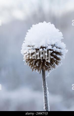 Kugeldistel, Fruchtstand im Winter bei Eis und Schnee, Echinops spec., Globethistel, Globethistel, Eis, Schnee Stockfoto