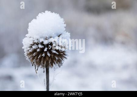 Kugeldistel, Fruchtstand im Winter bei Eis und Schnee, Echinops spec., Globethistel, Globethistel, Eis, Schnee Stockfoto