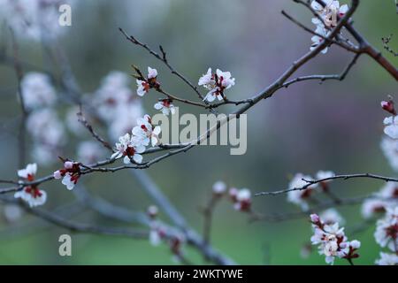 Blühender Mandelzweig (Prunus amygdalus, syn. Prunus dulcis) Stockfoto