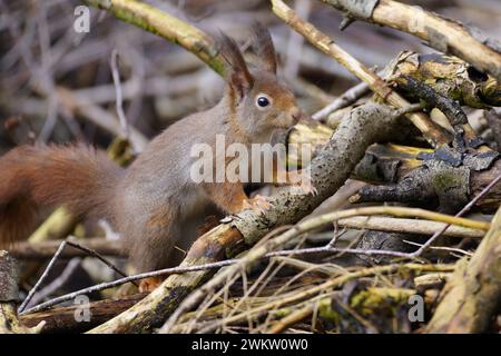 europäisches Rotes Eichhörnchen in Bewegung Stockfoto