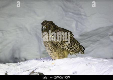 Blakistons Fischeule (Ketupa blakistoni), Hokkaido, Winter, Japan Stockfoto