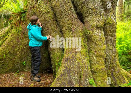 Sitka-fichte (Picea sitchensis) älterer Baum, Regatta Anlage Park, Lincoln City, Oregon Stockfoto